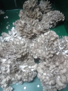 Maitake Mushrooms available from Weth's