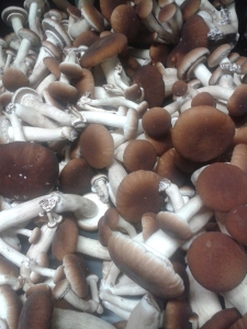 pioppino mushrooms